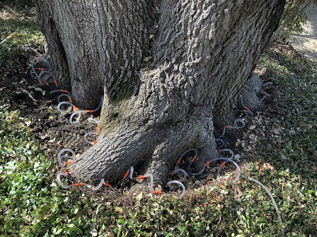 Detailed Tree Cabling and Bracing job site in Port Alexander